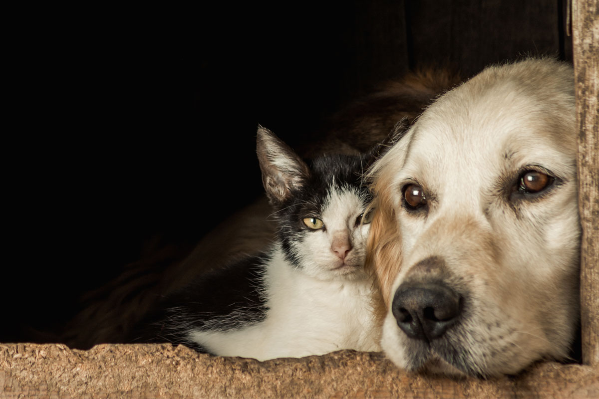 Kedi ve Köpeklerde Kene