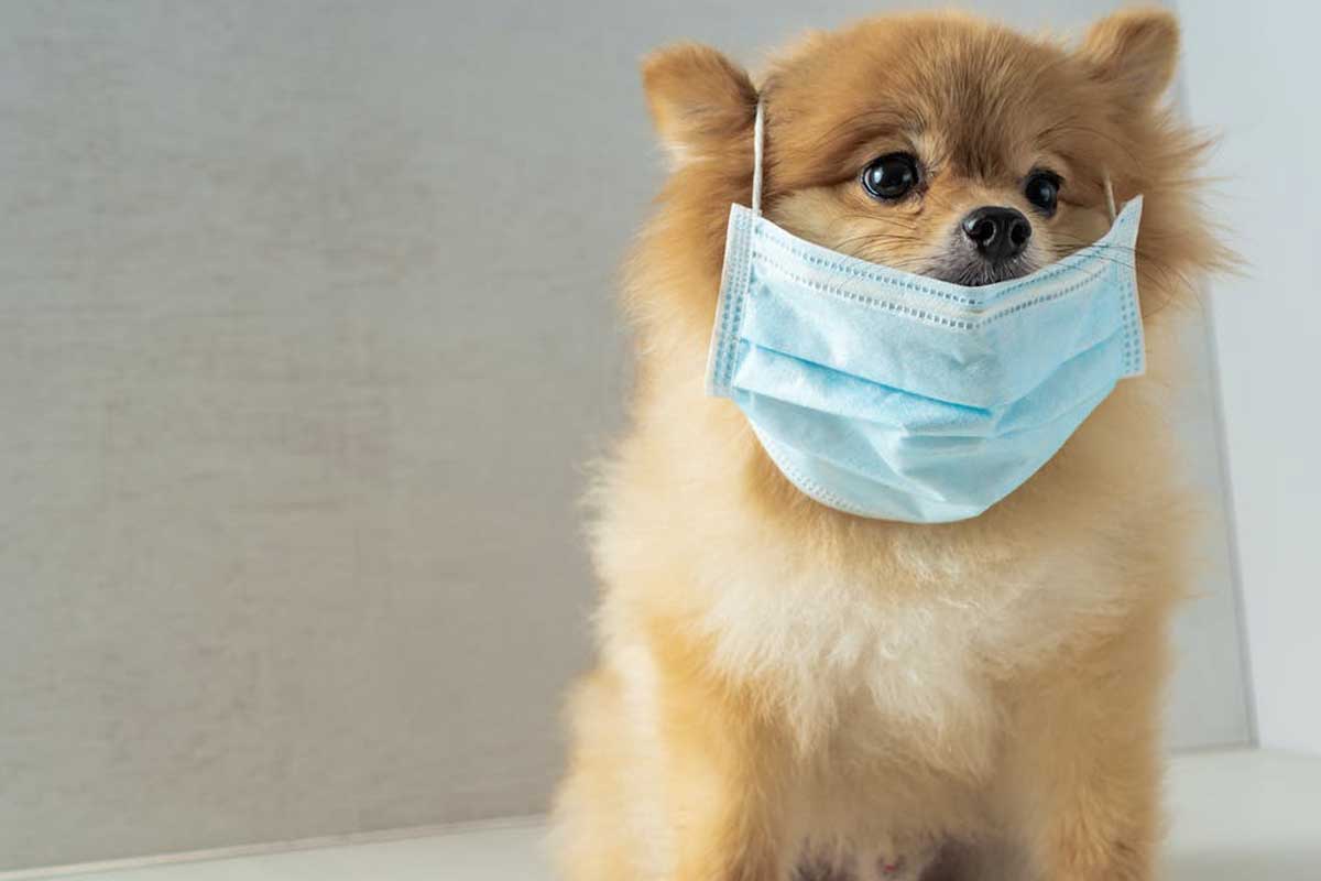 Köpeklerde Tüy Dökülmesi